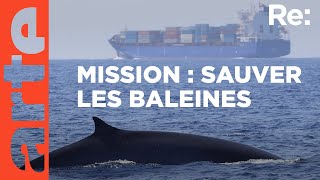 Documentaire Protéger les baleines en Méditerranée