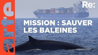 Protéger les baleines en Méditerranée