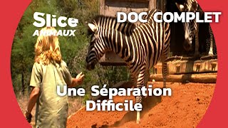 Documentaire Quand les animaux orphelins doivent retrouver la nature