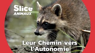 Quatre ratonneaux découvrent le monde pour la première fois