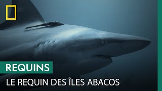 Documentaire Quel requin est responsable des 3 attaques des îles Abacos ?