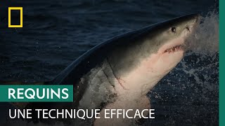 Quelle est la technique d'attaque du grand requin blanc ?
