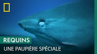 Documentaire Qu’est-ce que la membrane nictitante, qui protège les yeux des requins ?