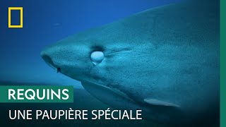Qu'est-ce que la membrane nictitante, qui protège les yeux des requins ?