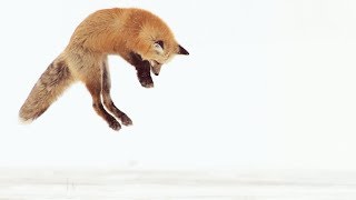 Renard VS campagnol (très beau)