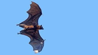 Renard volant : la plus grosse chauve-souris du monde