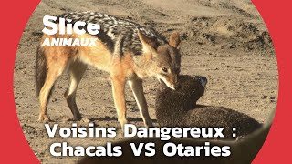 Documentaire Ruse et opportunisme : la survie des chacals sur la Côte