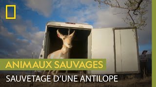 Documentaire Sauvetage d’une antilope de Sonora, l’une des espèces les plus menacées d’Amérique
