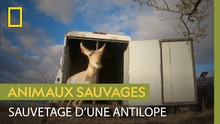 Sauvetage d'une antilope de Sonora, l'une des espèces les plus menacées d'Amérique
