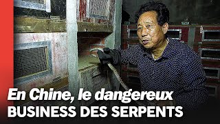 Documentaire Snake King, ce chinois qui se fait 10 millions d’€ avec la médecine des serpents