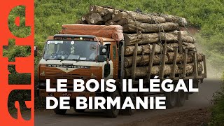 Teck en stock : enquête sur un bois interdit