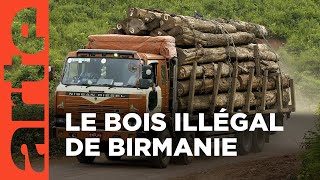 Documentaire Teck en stock : enquête sur un bois interdit