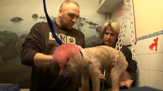 Documentaire Toilettage canin : elle peine à apprendre !