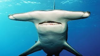 Documentaire Tout sur le requin-marteau