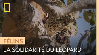 Documentaire Un jeune léopard vole de la nourriture pour nourrir sa mère blessée