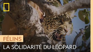 Un jeune léopard vole de la nourriture pour nourrir sa mère blessée