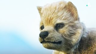 Un robot loup dans une famille de loups