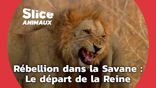 Une lionne prête à tout pour sauver ses petits