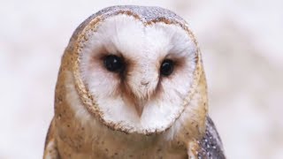 Une chouette élève ses petits
