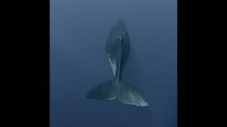 Une rencontre effrayante dans les abysses