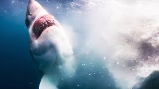 Documentaire Voilà ce qu’il se passe quand une baleine meurt