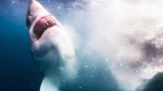Voilà ce qu'il se passe quand une baleine meurt