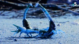 Documentaire Voilà ce qu’un scorpion doit faire pour coucher