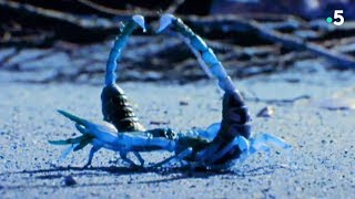 Voilà ce qu'un scorpion doit faire pour coucher