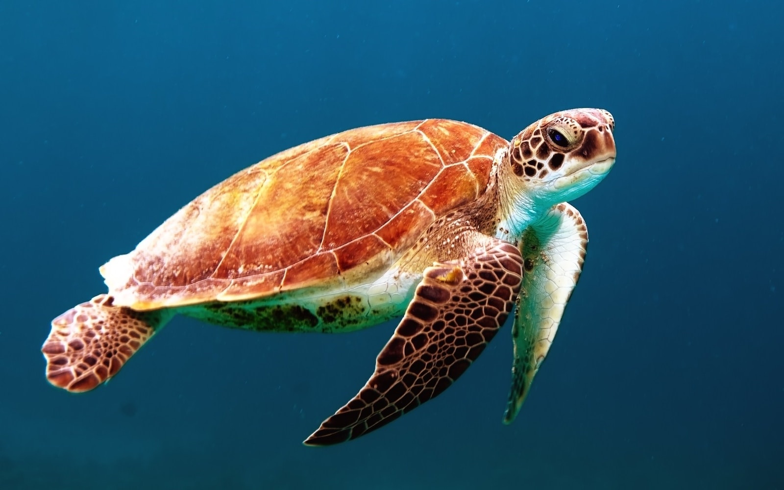 La tortue étoilée de Madagascar : une espèce menacée