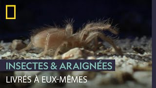 Les premieres semaines difficiles des bébés mygales