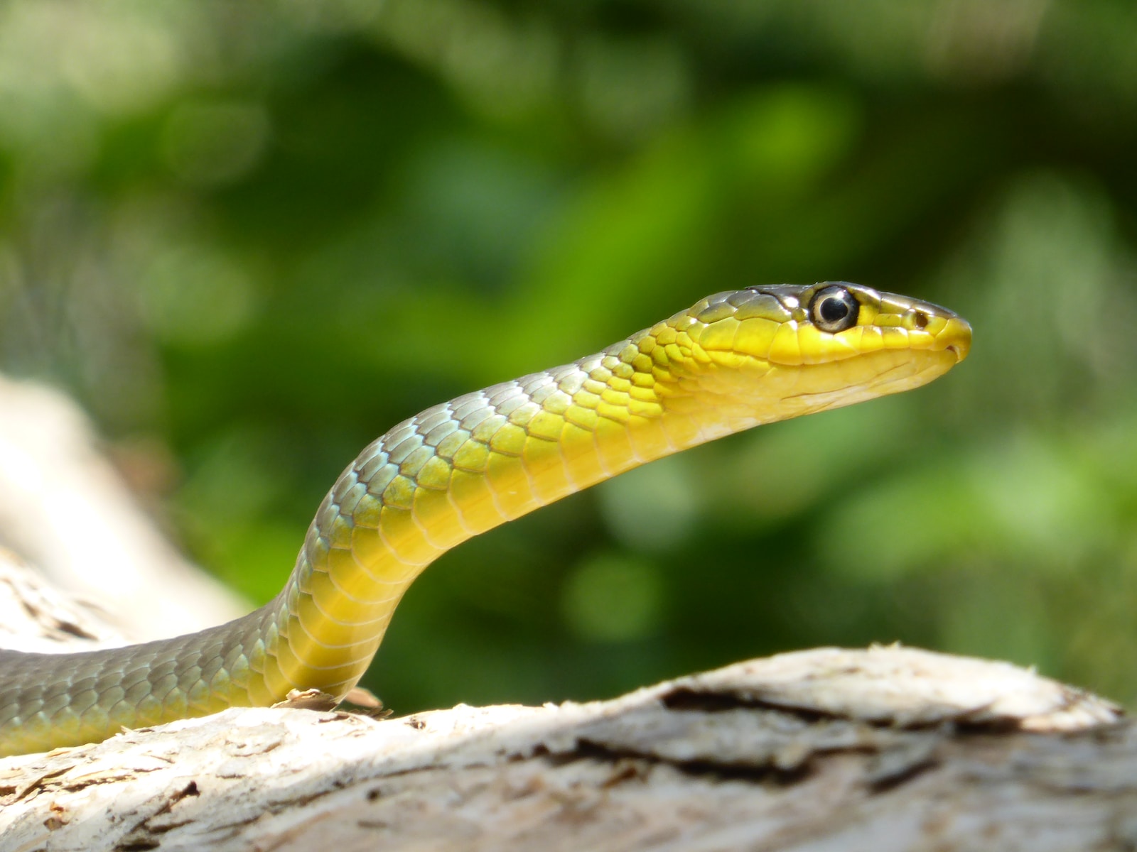 Les morsures de serpent et leurs problématiques