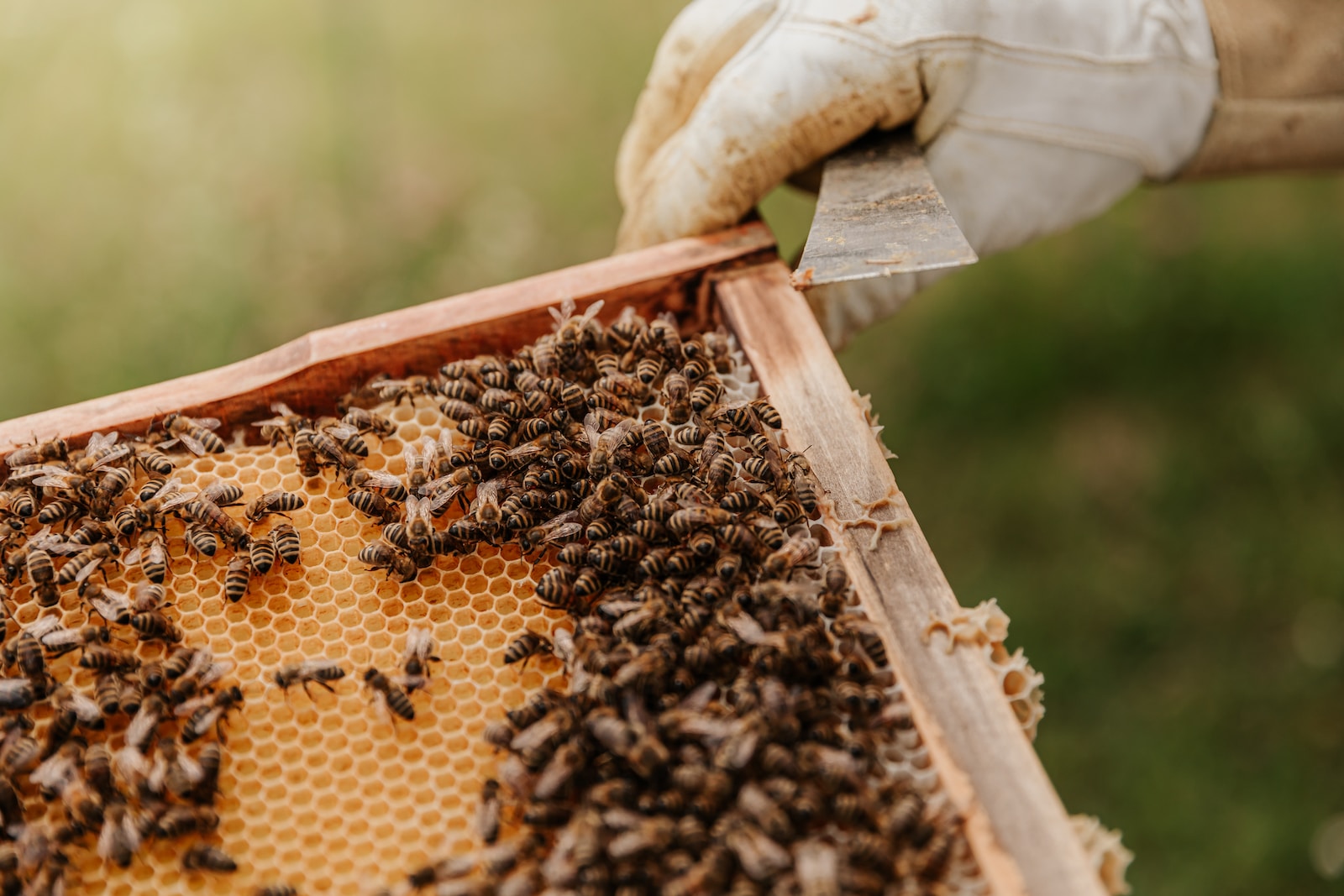 Abeilles : pourquoi accueillir une ruche chez soi ?