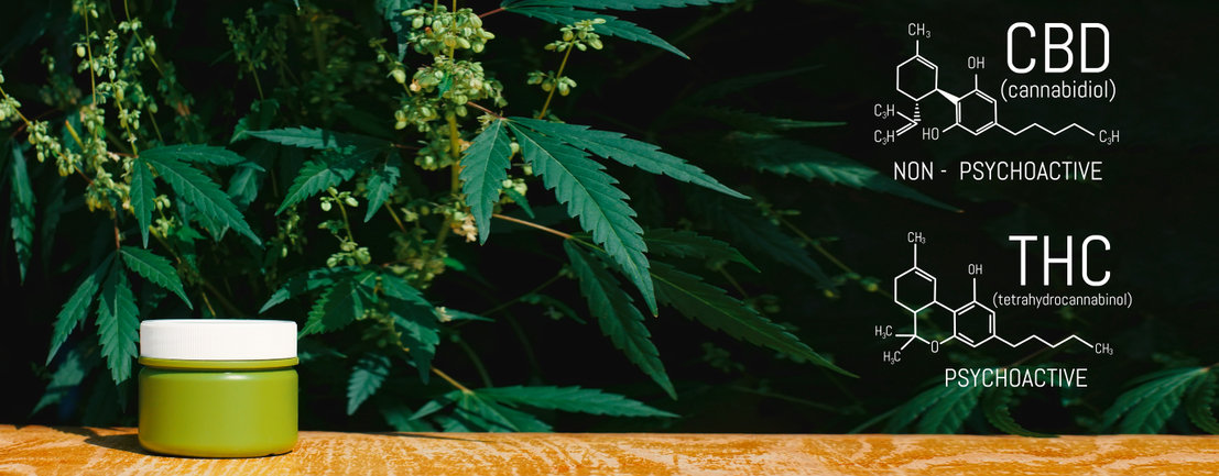 Documentaire Comment arrêter définitivement le cannabis THC ?