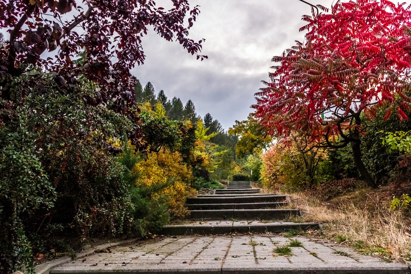 Les meilleurs choix d'arbres pour un jardin d'automne éblouissant