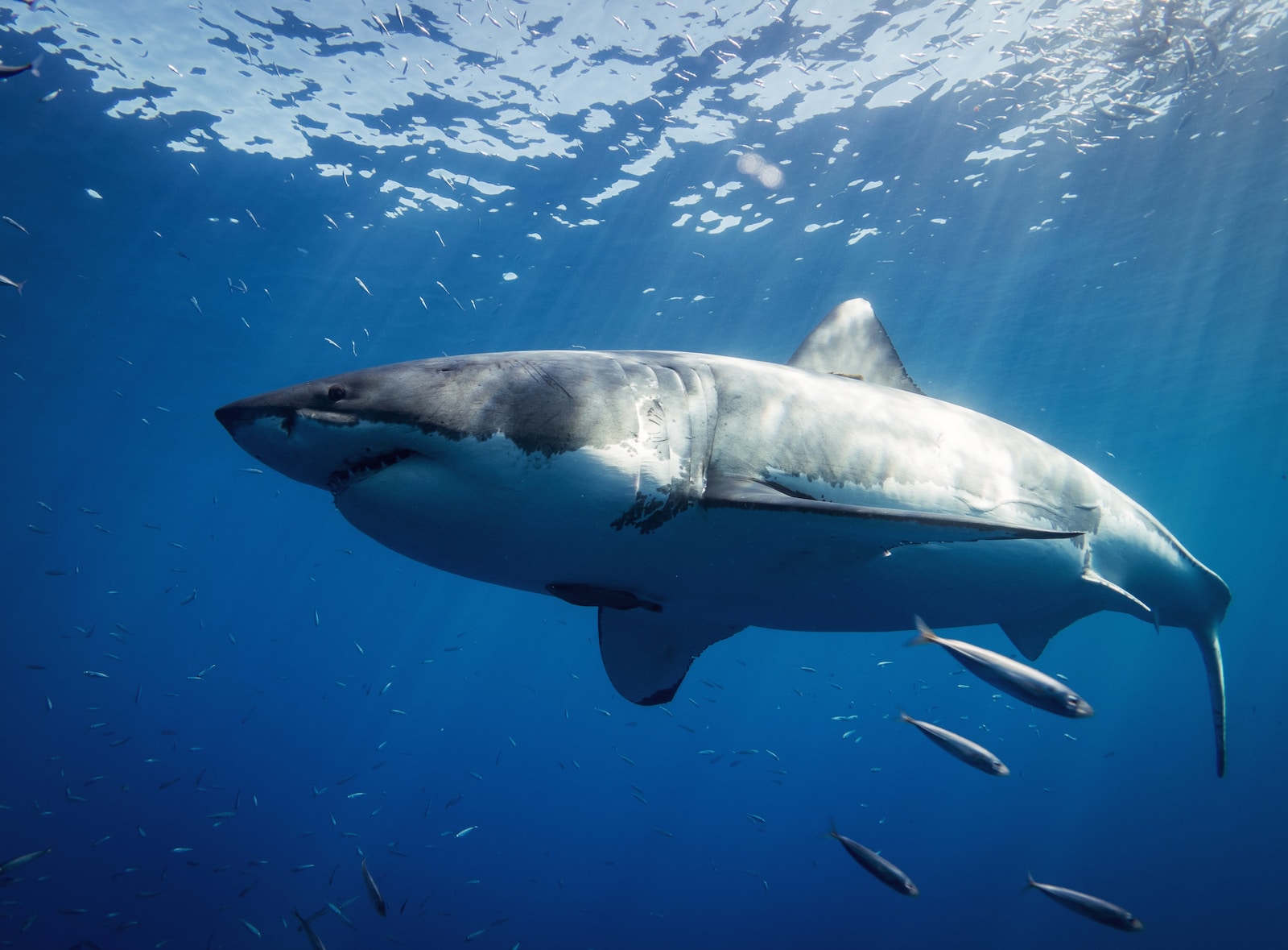 Documentaire Les orques : les nouveaux prédateurs des grands requins blancs