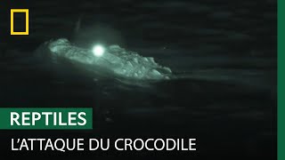 À la tombée de la nuit, les crocodiles se mettent en chasse