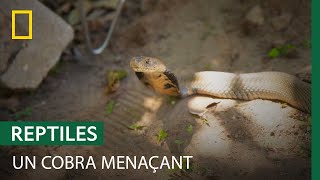 Documentaire Capture d’un cobra cracheur en colère