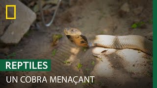 Capture d'un cobra cracheur en colère