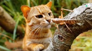 Documentaire Ce chat mange des insectes !