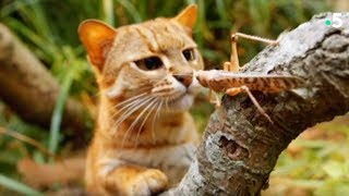 Ce chat mange des insectes !