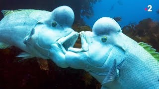Ce poisson change de sexe en vieillissant