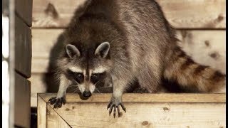 Ce raton laveur élève ses enfants dans la rue