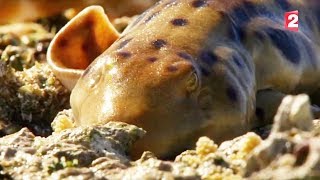 Documentaire Ce requin marche sur terre !