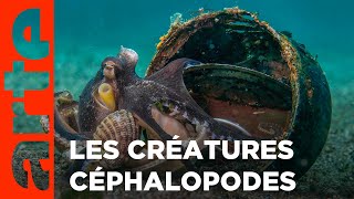 Documentaire Céphalopodes : le règne des ventouses