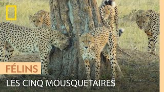 Ces cinq guépards sont si dominants qu'ils n'ont aucune crainte