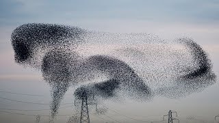 Documentaire Ces oiseaux font des figures incroyables dans le ciel