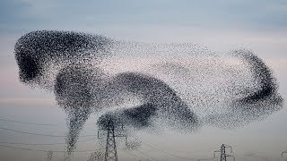 Ces oiseaux font des figures incroyables dans le ciel
