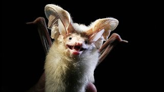 Chauve-souris VS scorpion