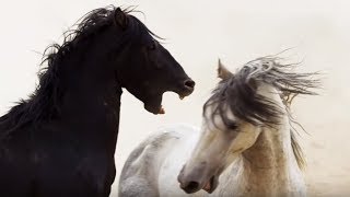 Documentaire Cheval noir VS cheval blanc