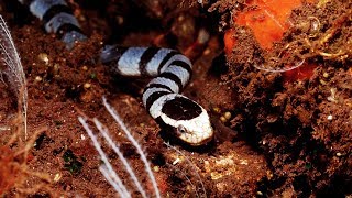 Documentaire Cobra de mer VS murène